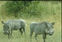 Warthog picture