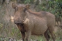 Warthog picture