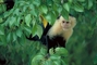 White-faced Monkey picture