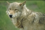 Wolf picture