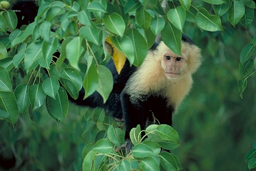 White-faced Monkey