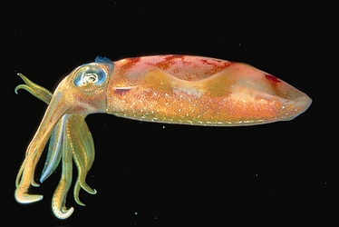 Atlantic Oval Squid