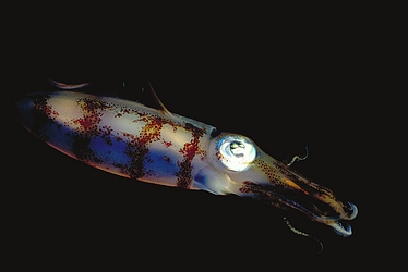 Atlantic Oval Squid