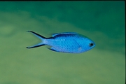 Blue Chromis Mousepad