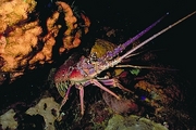 Caribbean Spiny Lobster Magnet