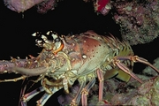 Caribbean Spiny Lobster Magnet