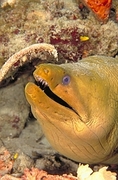 Green Moray Eel Magnet