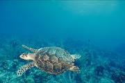 Hawksbill Turtle Poster