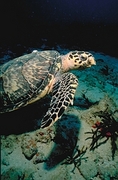 Hawksbill Turtle Poster