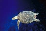 Hawksbill Turtle T-Shirt