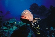 Nassau Grouper Poster