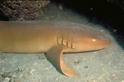 Nurse Shark Magnet