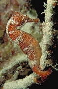 Orange Sea Horse Magnet