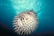 Porcupine Fish Mousepad