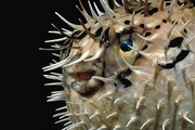 Porcupine Fish Mousepad