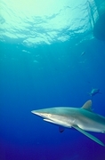 Silky Shark Magnet