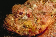 Stonefish Magnet