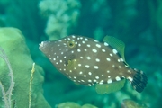 White Spotted Filefish Mousepad