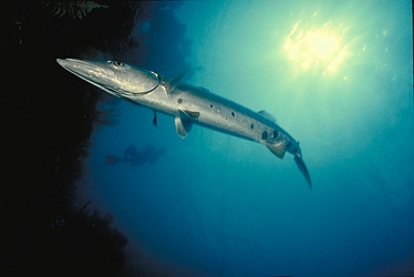 Barracuda