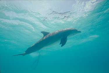 Bottle-nosed Dolphin