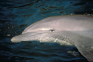 Bottle-nosed Dolphin