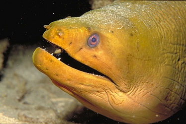 Green Moray Eel