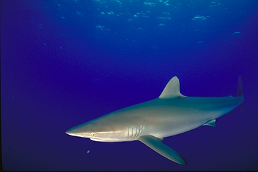 Silky Shark