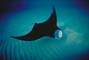 Atlantic Manta Ray picture