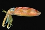 Atlantic Oval Squid picture