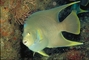 Blue Angelfish picture