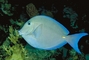 Blue Tang picture