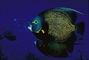 French Angelfish picture