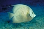 Gray Angelfish picture