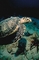 Hawksbill Turtle picture