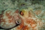 Octopus picture