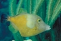 Orange Filefish picture