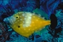 Orange Filefish picture