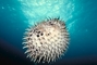 Porcupine Fish picture