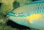 Princess Parrotfish picture