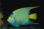 Queen Angelfish picture