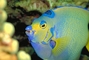 Queen Angelfish picture