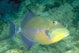 Queen Triggerfish picture