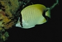 Reef Butterfly Fish picture