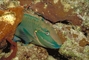 Spotfin Parrotfish picture