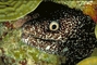 Spotted Moray Eel picture