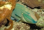 Stoplight Parrotfish picture