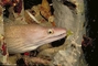 Viper Moray Eel picture