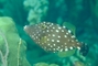 White Spotted Filefish picture