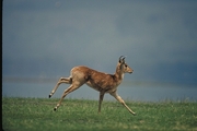 Bohor Reedbuck T-Shirt