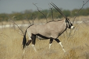 Gemsbok T-Shirt